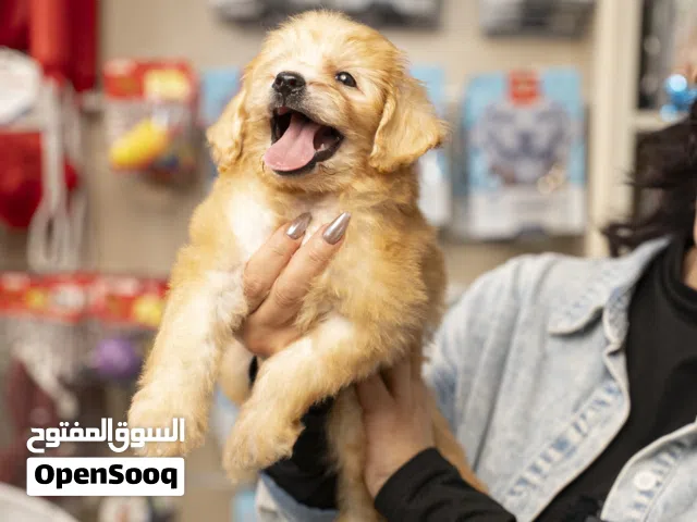 مالتيبو مميز جدا للمنزل حاصل على جميع اللقاحات