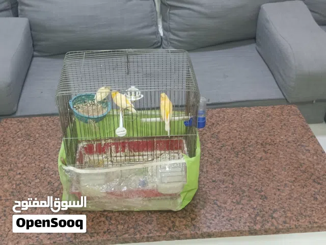 جوز كنر تحتيهم فرخ بسعر مناسب
