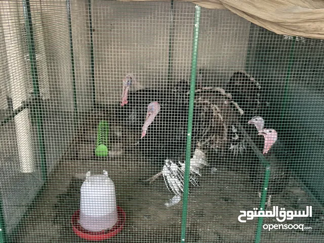 دجاج رومي 7 حبات بدون القفص 200 للحبه قابل