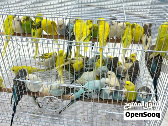 للبيع ازواج هند