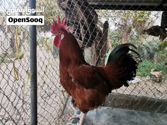 ديك فرنسي الاحمر