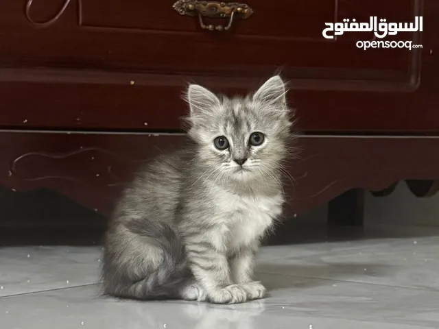 قطة سكوتش فولد