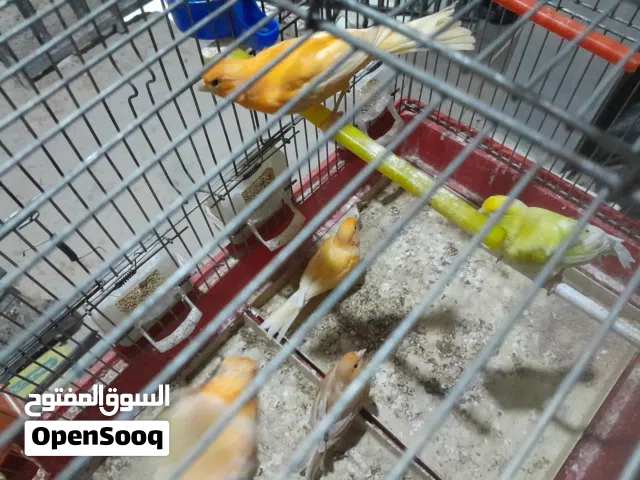 موجود 11 حبه كنار خمس جواز وفحل مخلف الله يبارك لصاحب  النصيب