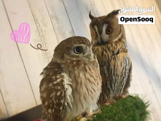 بتحب الحيوانات اللطيفة والمميزة،  حيوانات اليفه غير تقليديه