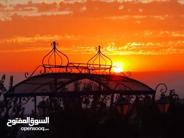 أحمد المصري