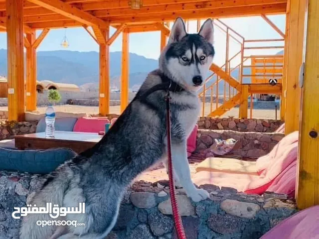 كلبة هاسكى للبيع
