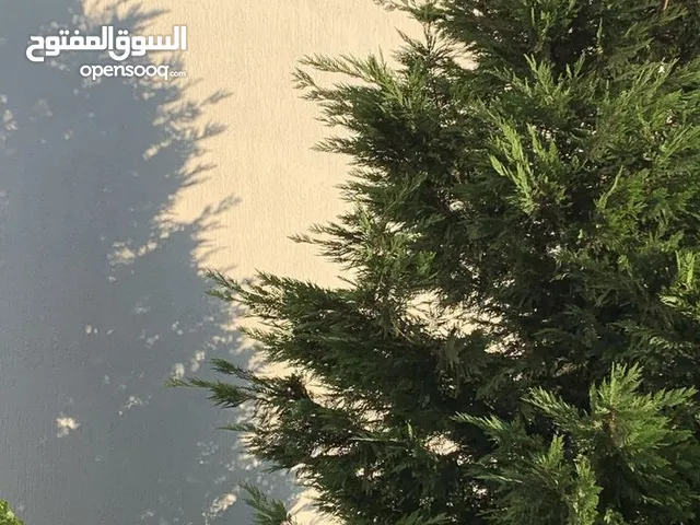 شقة للإيجار او للبيع