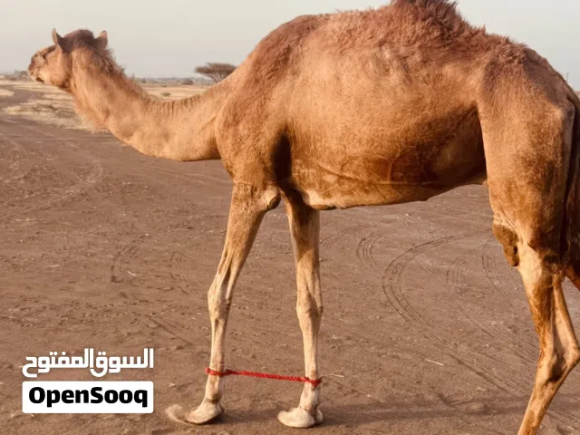 قليصة طيب طبيع