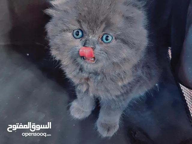 قطط مكس صغيرة