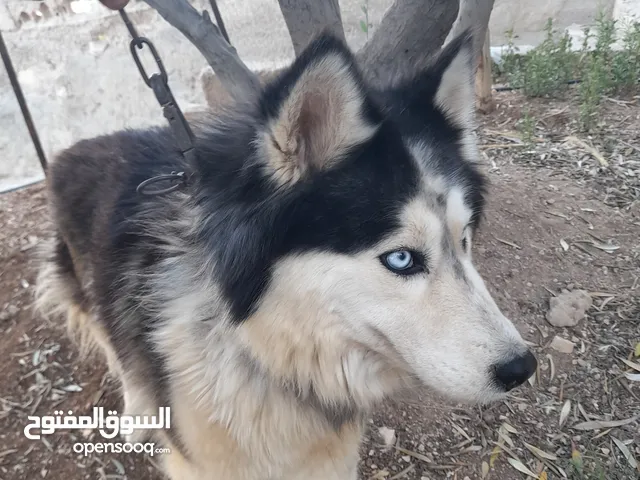 انثى هاسكى للبيع