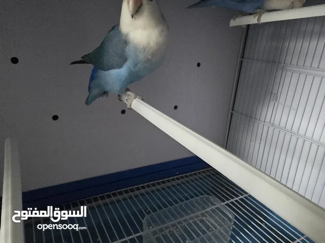 طيور زوج روز و دادي