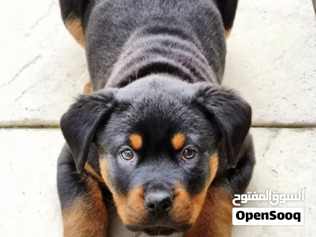 Rottweiler Male Adorable Puppy