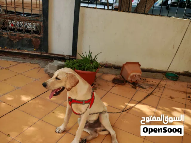 Labrador Retriever Puppy for Sale