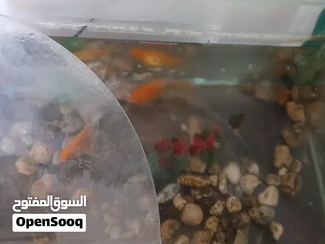 حوض سمك مع 3 سمكات للبيع