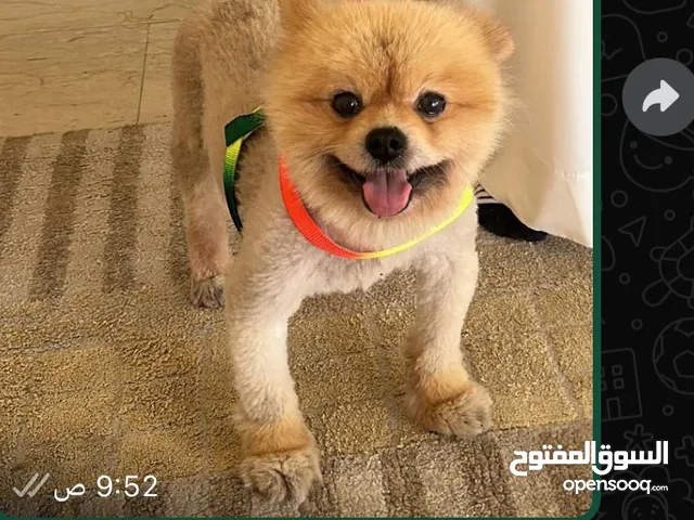 كلب للبيع بومرينين
