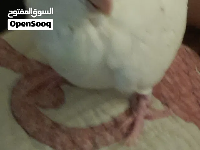 كوبيا البينو
