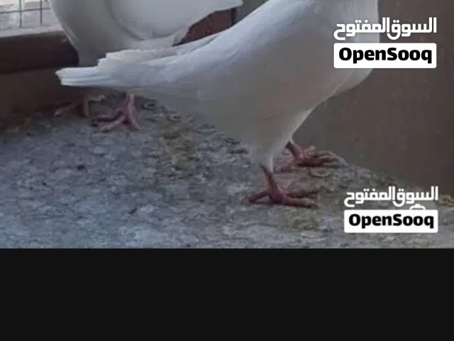 مطلوب حمام لاحم بسعر مناسب