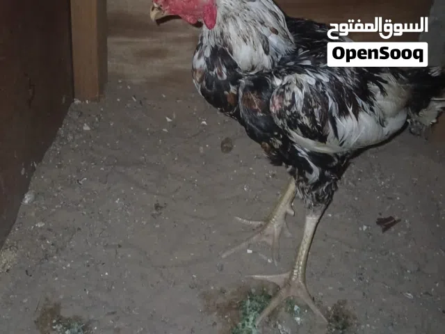 بجو باكسسواراتي للبيع
