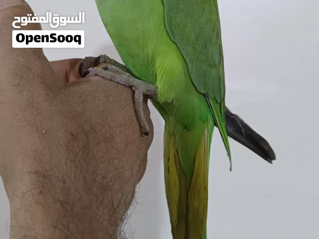 درة فحل اليف جدا يتكلم نظيف جدااا