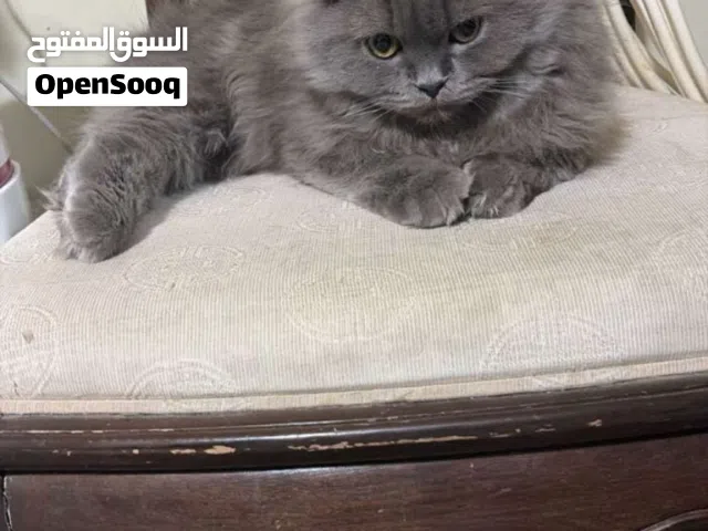 القطوه للبيع حط سعرك و تعال خذها