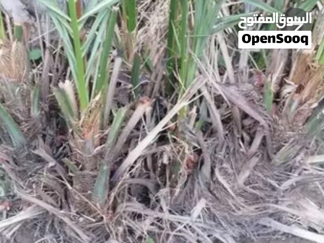 تتوفر فسائل خلاص الظاهرة من امهات اصائل  ليست نسيجية