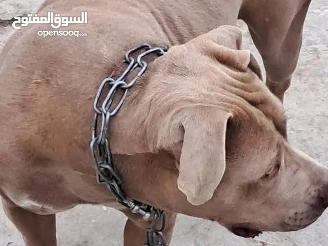 كلب بيتبول