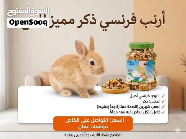 أرنب فرنسي ذكر مميز وصحة ممتازة للبيع مع كامل أكله في عمان