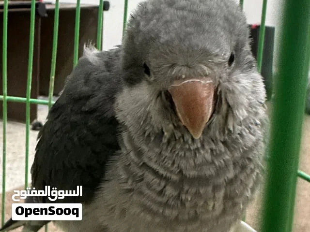 نوادر أثنين كويكرز لونين رمادي وسمائي