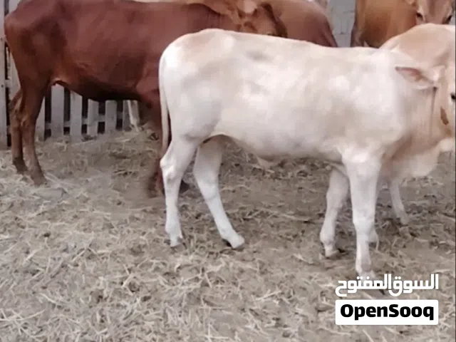 عجاله 5 وعجله 1 للذبح أو للتربيه جروزات ف الأكل ماشاء الله