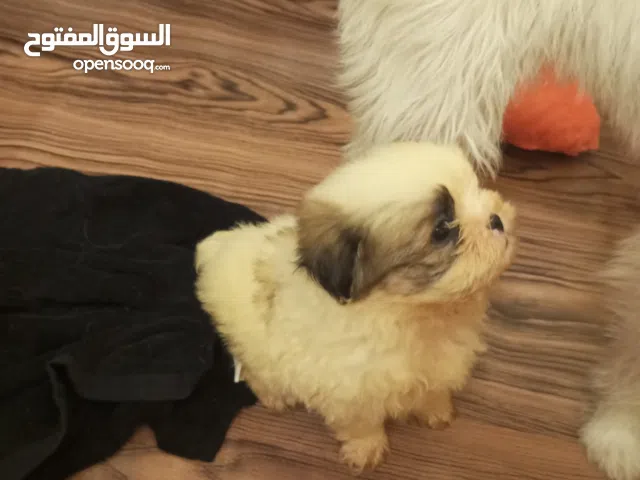 Mini Pure Princess Shihtzu pet for sale.