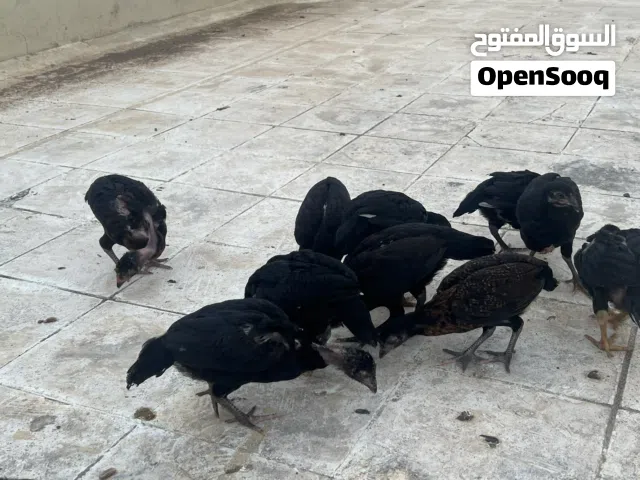 بتشوات للبيع أو للبدل