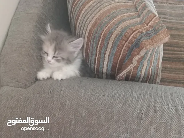 قطه عمر شهر الام شيرازى والاب راغدول ابتدت تاكل وعرفت الليتر بوكس ما شاءالله