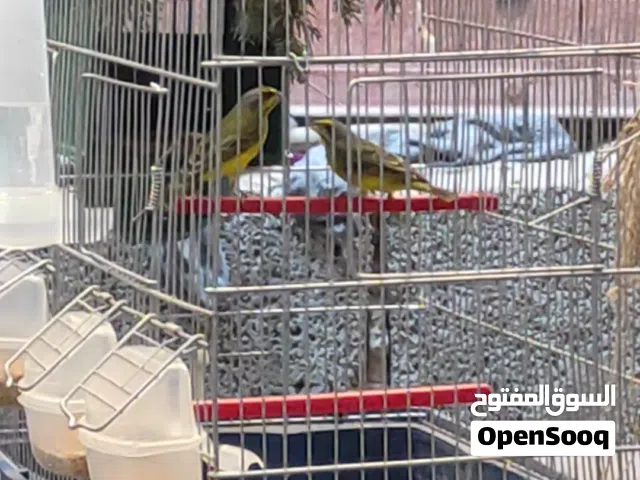 كوبيا كركرينو مصوقره ربي يبارك