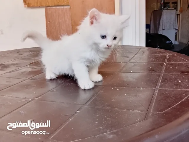 قطط للبيع عمان شيرازي حديثي الولاده ولكن بدءوا بلاكل