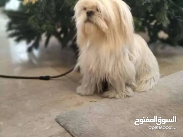 ذكر شيتزو وراد اوكارنيا