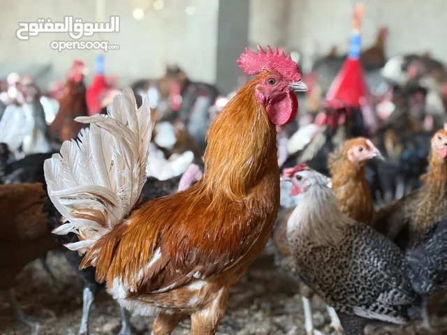 بيض مخصب بيض بلدي مخصب للتفريغ