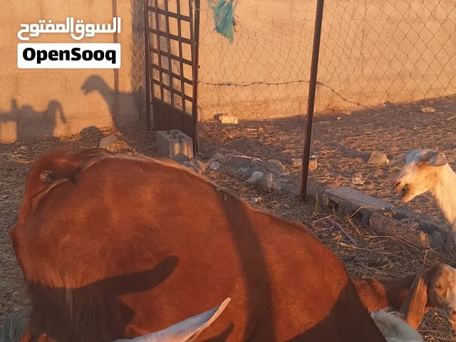ذبائح مختلفه للبيع