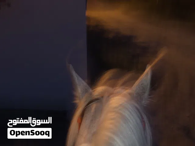 مطلوب خيل مهجن او عربي  شوف الوصف