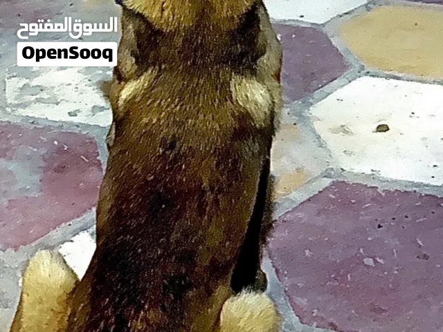 مالينو (Malinois)  - حارس ذكي، لاعب كرة قدم،  حرّك،لعوب وصديق وفي للعائلة تواصل معي للأستفسار