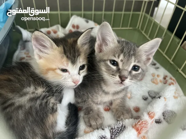 Cats Looking for new home adopt a cat
