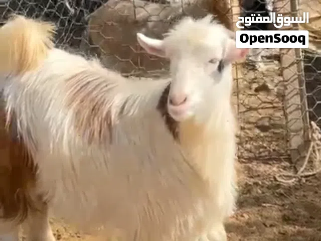 جدي للبييع 150 ريال