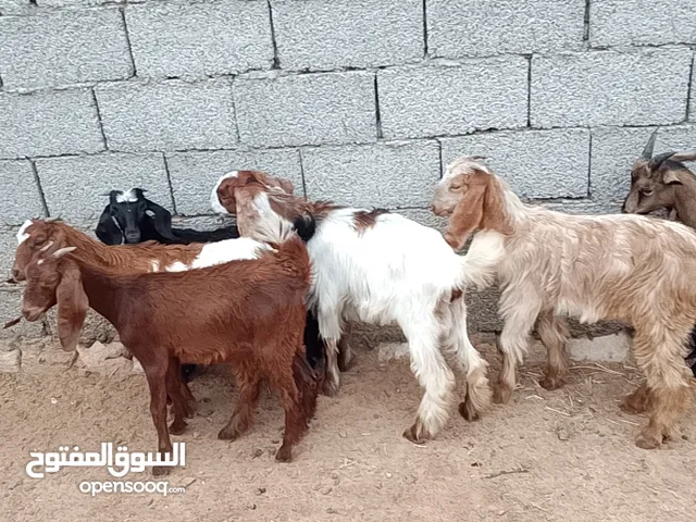 7جديان تمقريس العمر من شهرين الي 3