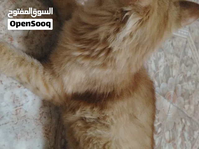 قطه شيرازيه اليفه