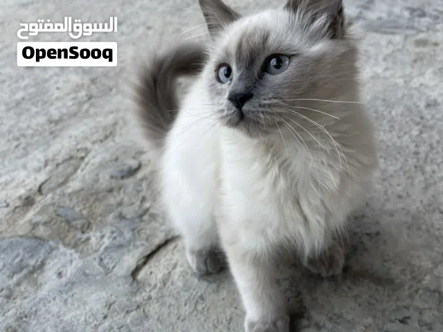 قطة Ragdoll اليفه كثير اسمها لولو تحب اللعب كثير