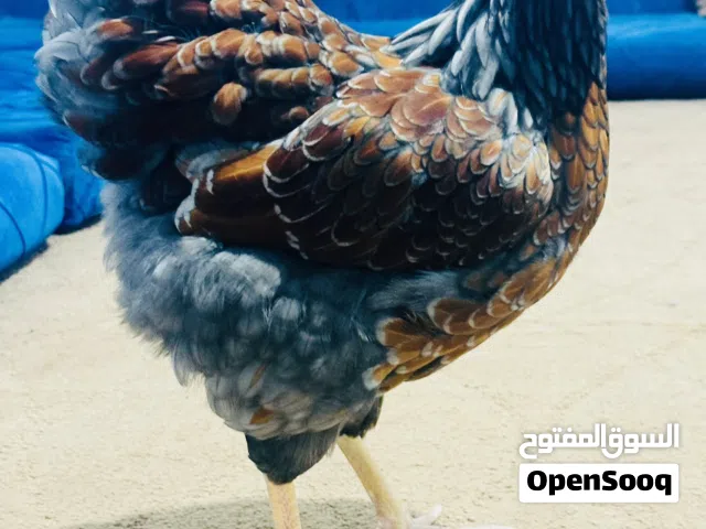 كوبيه الله يبارك