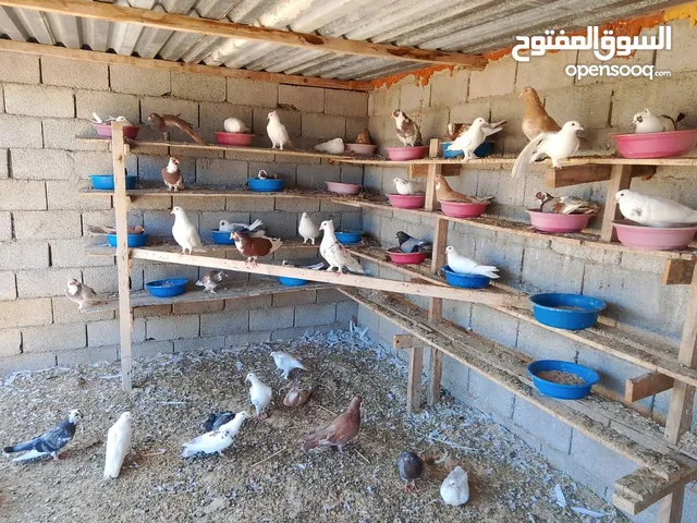 حمام تلوتي للبيع ربي يبارك 15جوز وعندهم فروخ تحتهم المكان مصراته