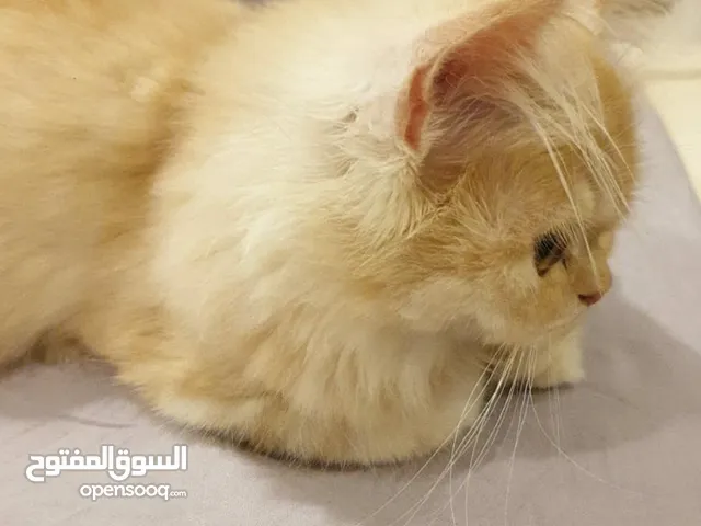 قطه للتبني دواعي السفر