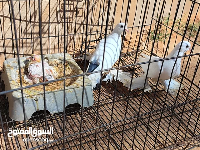 كوبيت اسباني تحتها فرخ