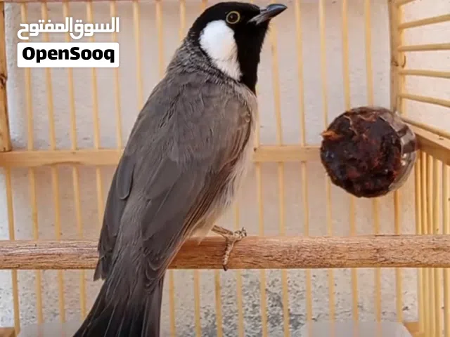 بلبل للبيع  بلبل وحشي ربع فتحه صيد الفاو انصاد البلبل  مجال للشراي