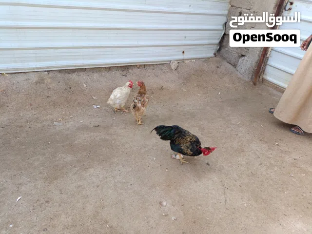 دجاج عرب بياضات للبيع